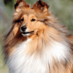 pelo y piel perros nutricarevet suplemento pelo piel para perros
