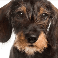 suplemento urinario perros nutricarevet