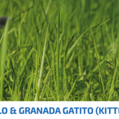 FARMINA ND Prime SIN CEREALES pollo granada kitten