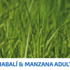 Farmina ND Prime Cat Jabalí Manzana SIN CEREALES gatos adultos