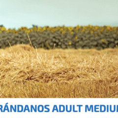 ND MediumMaxi Ancestral GRAIN Cordero Arándano perros adultos razas medianas grandes