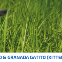 ND Prime KITTEN Pollo Granada SIN CEREALES gatitos latas