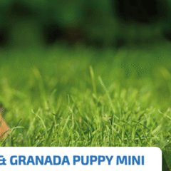 ND Prime Puppy pollo granada SIN CEREALES cachorros mini