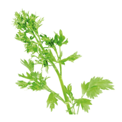 ANÍS VERDE Pimpinella anisum L