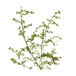 Artemisa, Artemisia vulgaris L