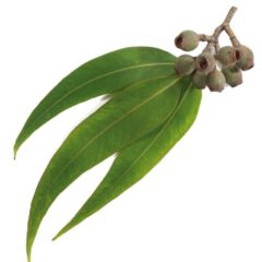 EUCALIPTO Eucalyptus globulus Labill
