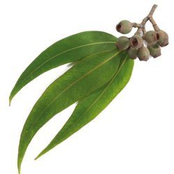 EUCALIPTO Eucalyptus globulus Labill