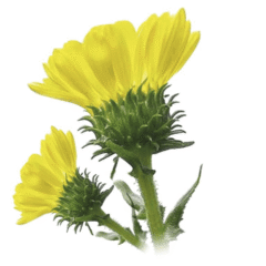 Grindelia, Grindelia robusta Nutt