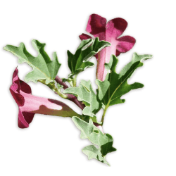 HARPAGOFITO, Harpagophytum procumbens DC