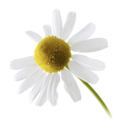 MANZANILLA AMARGA Anthemis nobilis L o Chamaemelum nobile (L) All.
