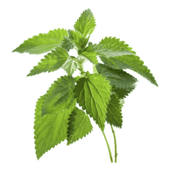 ORTIGA VERDE, Urtica dioica L 