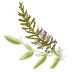 REGALIZ Glycyrrhiza glabra L