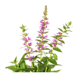 SALICARIA Lythrum salicaria L