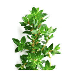 TOMILLO, Thymus vulgaris L