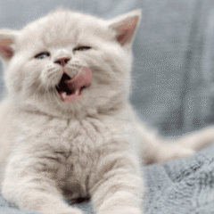 cuidado para el gato catalysis pet