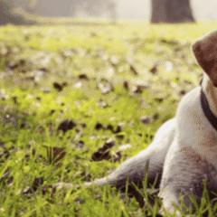 cuidado para el perro catalysis pet