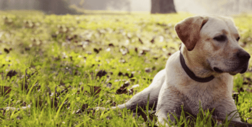 cuidado para el perro catalysis pet