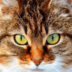 OcuWow perros y gatos sistema ocular 250 mg 36 comprimidos - Imagen 4
