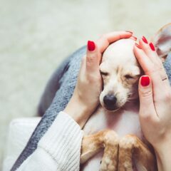 relajar-perro-nervioso