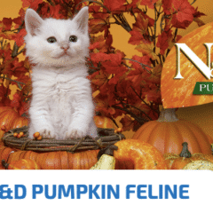 comida húmeda latas para gatos Sin Cereales ND pumpkin