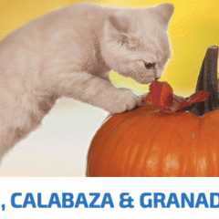 comida húmeda latas para gatos Sin Cereales ND pumpkin pollo calabaza y granada