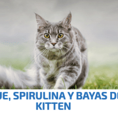 ND Spirulina kitten arenque