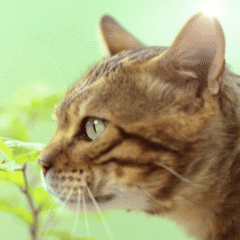 OkoPlus arena vegetal gatos Cat´s Best Original