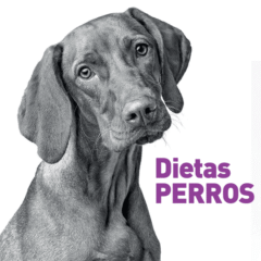 dietas para perros Vetexpert