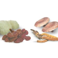 micoterapia Hifas Vet