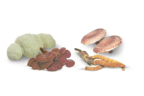 micoterapia Hifas Vet