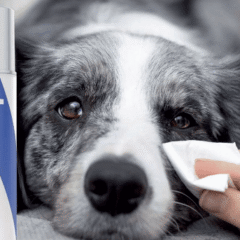 limpiador alrededor del ojo y exceso de lagrimeo perros y gatos Eye Cleanser VetExpert