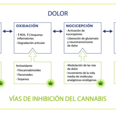 Función del collar cronicare en perros y gatos