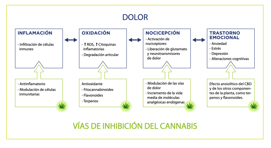 Función del collar cronicare en perros y gatos