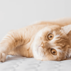 mantenimiento de la salud renal en gatos prous one