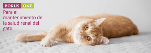 mantenimiento de la salud renal en gatos prous one