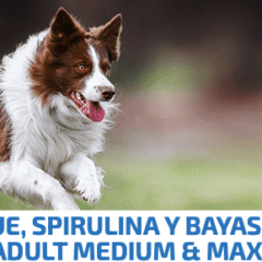nd espirulina dog arenque medium maxi