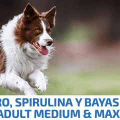 nd espirulina dog medium maxi