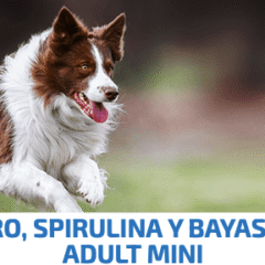 nd spirulina dog mini cordero