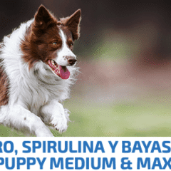 nd spirulina puppy med-maxi cordero