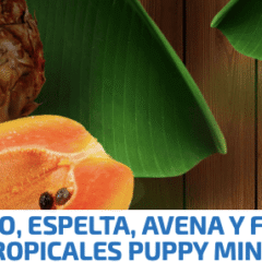nd tropical puppy mini cordero perros cachorros de raza mini