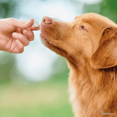 Desparasitación interna natural para perros con VERMIpure