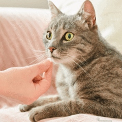 comprimidos naturales para desparasitar a gatos y gatitos VERMIpure