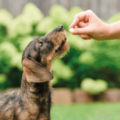 desparasitación interna perros con VERMIpure