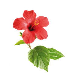 hibisco