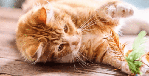 hogar y mascotas con Beaphar