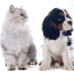 impromune pasta perros pequeños y gatos