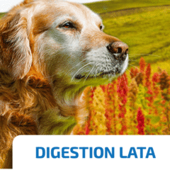 nd quinoa digestion lata