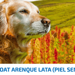 nd quinoa dog lata skin coat arenque