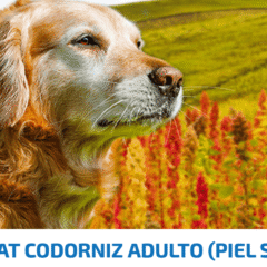 pienso para perros piel sensible nd quinoa skin coat codorniz