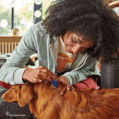 pipetas antiparasitarias para perros Fiprotec de Beaphar colocación